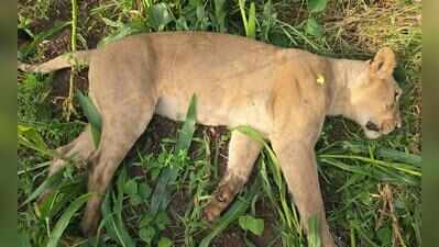 Two lionesses found dead in Una, Mahuva