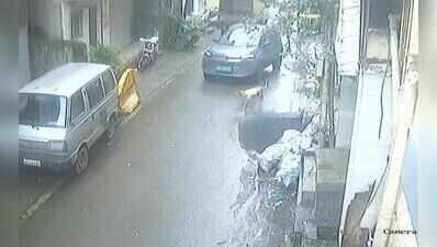 Ageing stray dog killed in hit-and-run in Katraj while crossing road for afternoon meal
