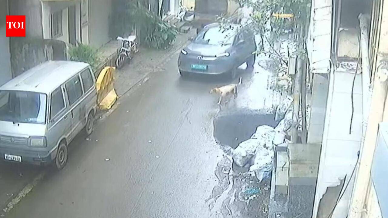 Ageing stray dog killed in hit-and-run in Katraj while crossing road for afternoon meal