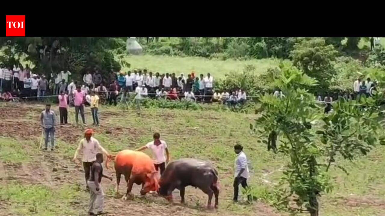 FIR against organisers of buffalo fight in Sambhajinagar