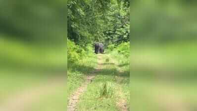 Claim sinks as officials clarify Bahraich elephant herd rescue video has no Nepal link