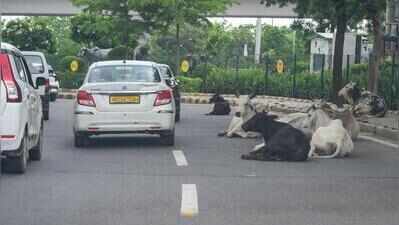 MCG to hire 2 agencies to catch over 35,000 stray cattle