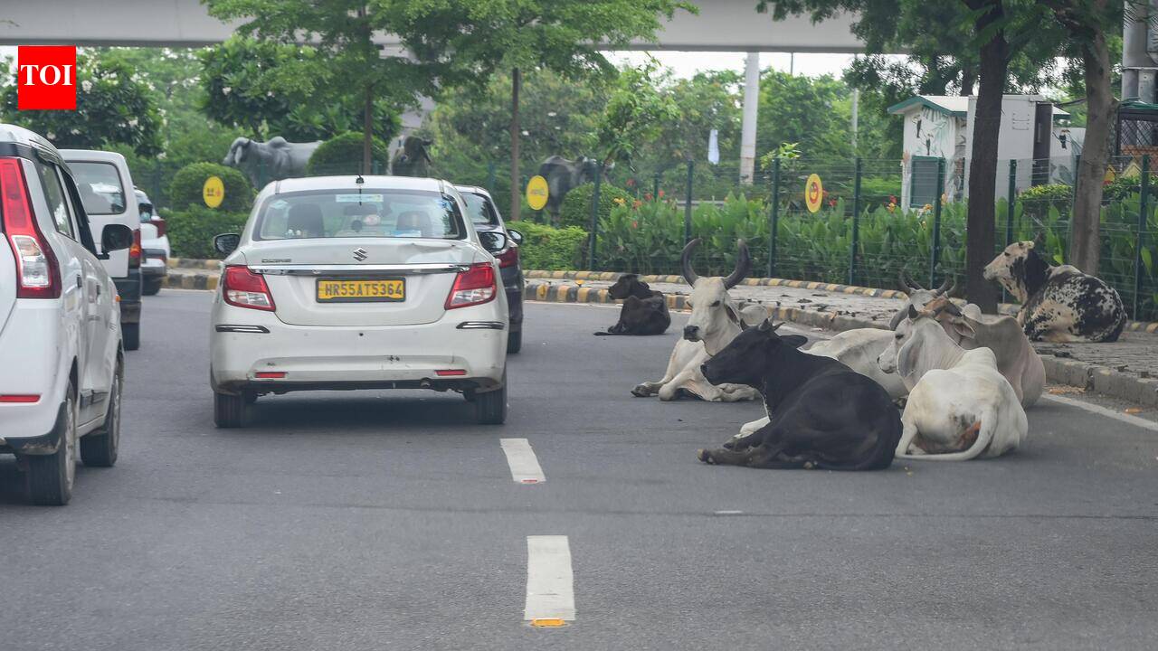 MCG to hire 2 agencies to catch over 35,000 stray cattle