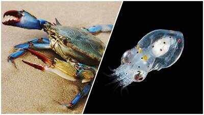 Invasive blue crabs cost Italy’s shellfish industry tens of millions of euros; scientists release 130,000 octopuses into Adriatic Sea to keep them in check