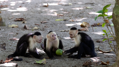 Scientists watched wild capuchin monkeys for 45 months and recorded around 280 vertebrate-eating events; when fruit became scarce, the monkeys increasingly turned to lizards, snakes and other animals for food