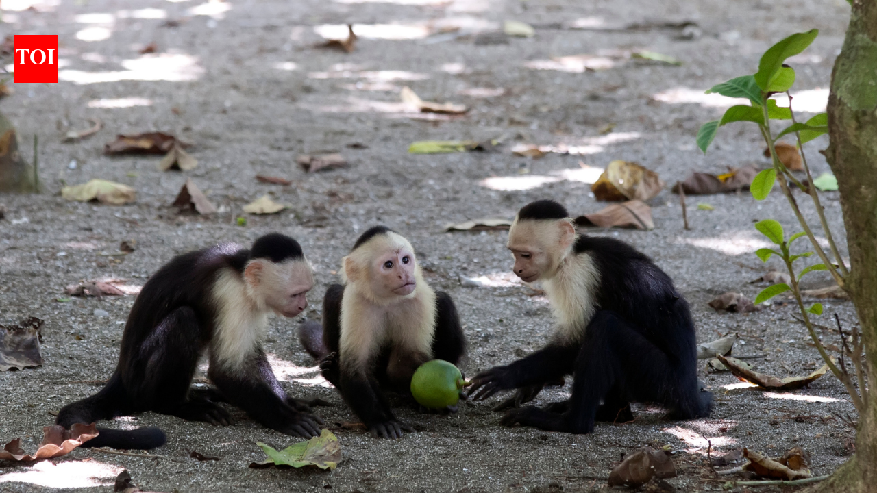 After 45 months of observation, capuchins increasingly hunted small animals when fruit became scarce