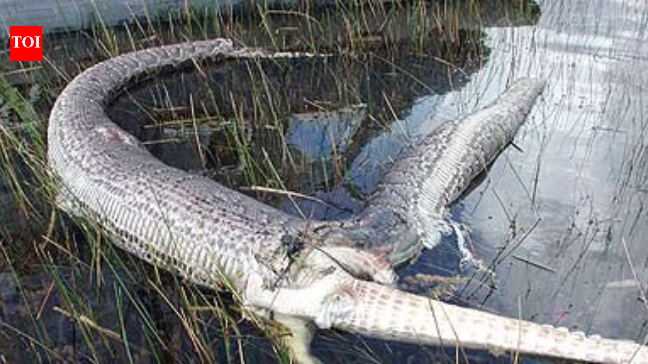 A Burmese Python was found with an alligator inside it: The bizarre battle between two Florida predators