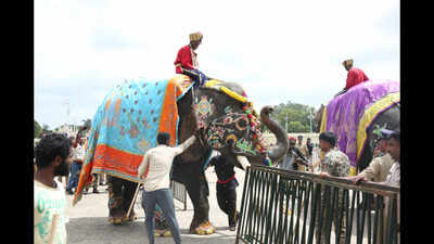 Dasara jumbo Srirama panics at Mysuru palace, here’s how jumbos are prepared for the festivities
