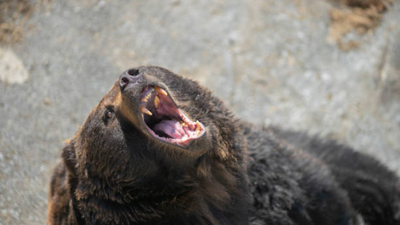 Japan killed more than 14,000 bears between April 2025 and January 2026 after record attacks on people; despite the cull, 6 people have been killed this year and the government plans to remove another 8,800 bears