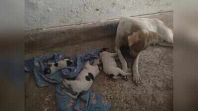 Sterilised or just counted? Questions dog Patna civic body’s ABC programme