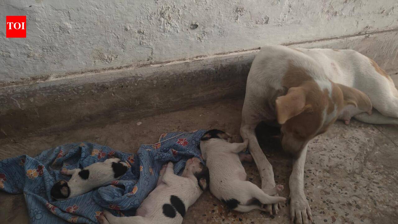 Sterilised or just counted? Questions dog Patna civic body’s ABC programme