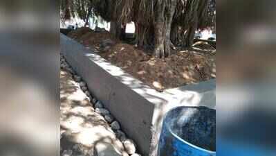 NGT asks govt explain concrete choker around grand old banyan
