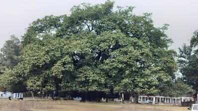 NGT asks govt explain concrete choker around grand old banyan