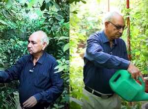 Delhi Man&rsquo;s Mini Orchard: Retired tax officer grows 1,000+ terrace plants