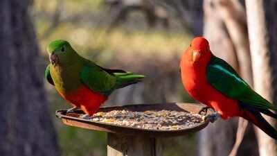 Could your backyard bird feeder be helping spread deadly bird flu? Here’s why experts are warning against feeding wild birds during the H5N1 outbreak