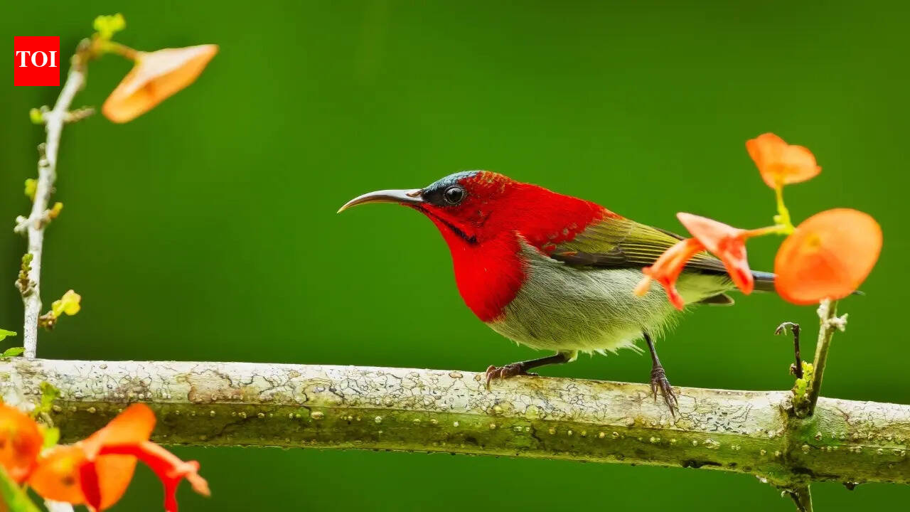 8 of the smallest birds you can find in India