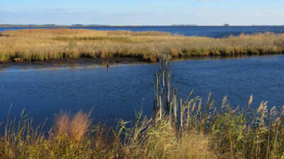 In 1954, aviation pioneer Glenn L. Martin donated over 2,500 acres of his Chesapeake Bay hunting preserve; today the refuge spans 4,548 acres and protects migratory birds