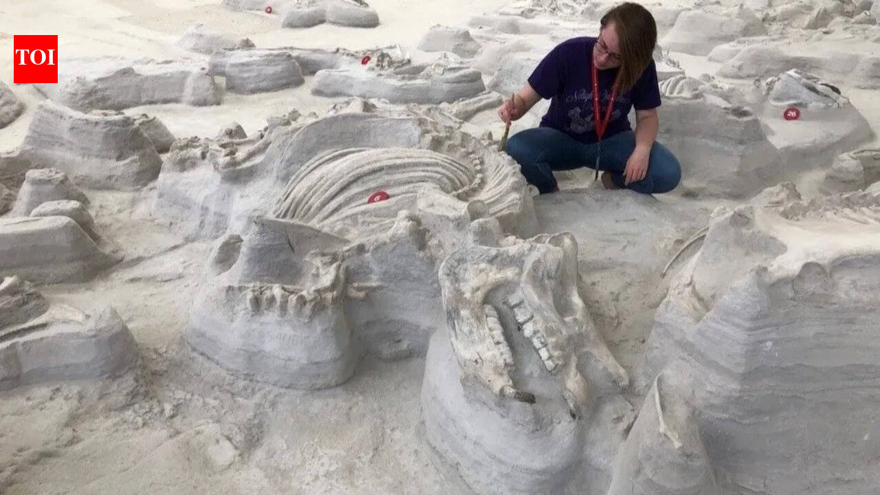 WorldScientists found 12-million-year-old footprin