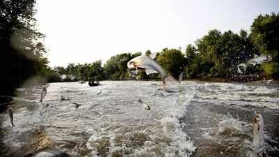 In 2009, Minnesota treated Pickerel Lake with fish poison to remove common carp; afterward water clarity rose nearly 600% and plant cover climbed from 4.6% to 90%