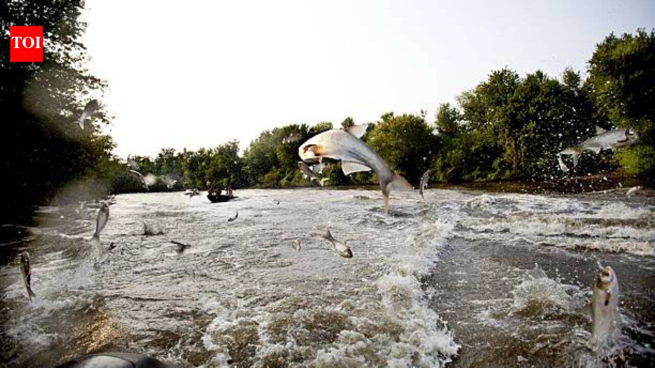 Minnesota removed common carp; lake clarity rose nearly 600% afterward
