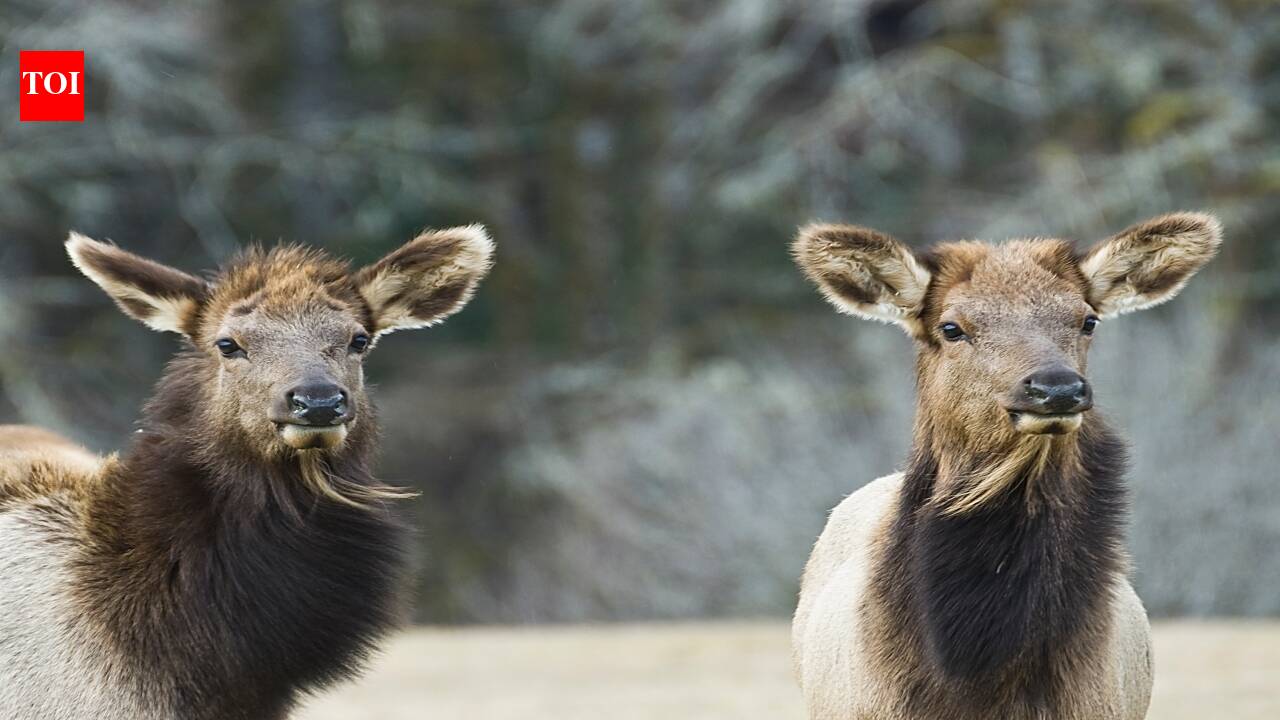ScienceAlaska Elk Hunt Limits: Transplanted herd n