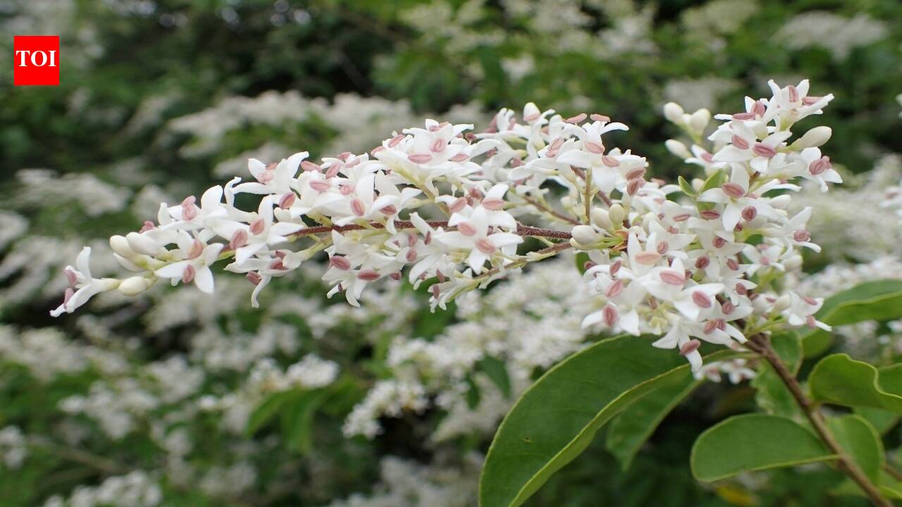 In 1852, America introduced Chinese privet as an ornamental shrub; by the 1990s, its dense descendants occupied 2.9 million acres of southeastern forest
