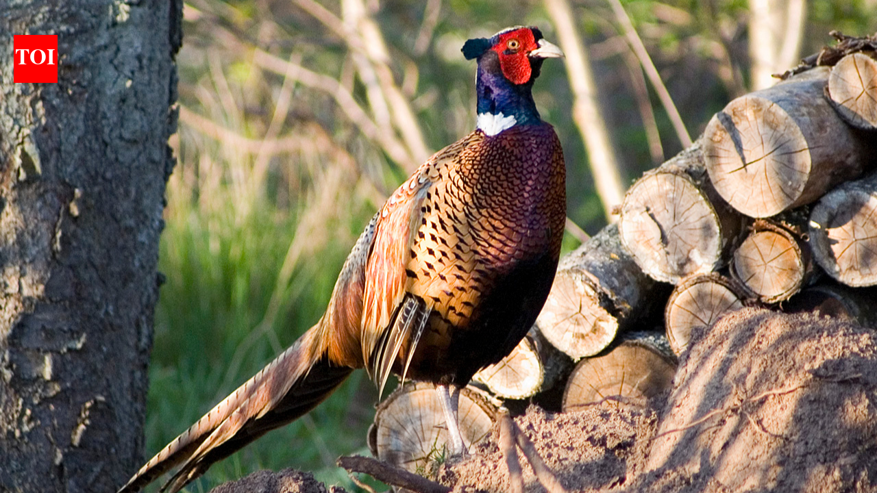 He wanted a 'taste of home': How one man’s craving sparked a wildlife revolution across America.