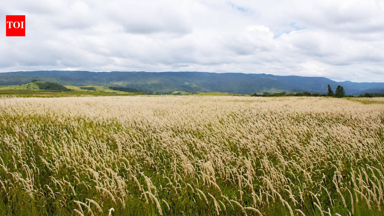 ScienceCogongrass Spreads And Intensifies Fire: In