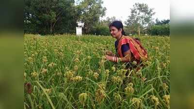 Coffee, millets help stem migration in Koraput’s tribal belt