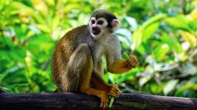A 1.5-pound squirrel monkey named Goliath was launched from Cape Canaveral in 1961; 35 seconds later, the Atlas E rocket was destroyed after the flight went wrong