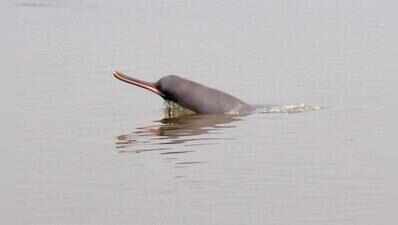 Araria eyes dolphin tourism alongside river conservation