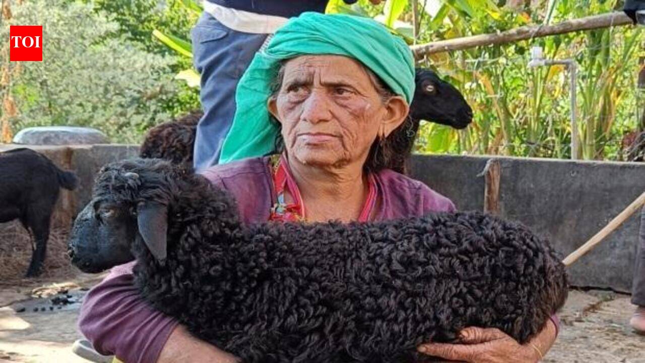 Indigenous Kow Debar sheep gets ICAR breed recognition