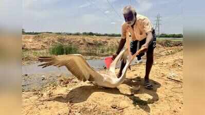 Poaching menace: Pelican suffers neck injury at Korattur lake