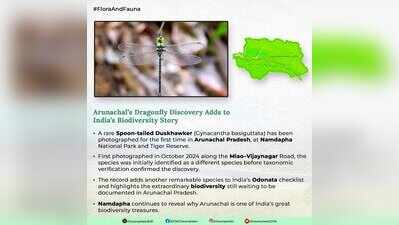 Rare Spoon-tailed Duskhawker gragonfly photographed for 1st time in Arunachal
