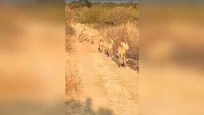 70-year-old farmer mauled in Gir Somnath
