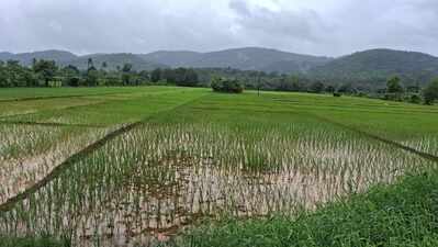 40 Navelim farmers restore 2.5 lakh sqm fallow land