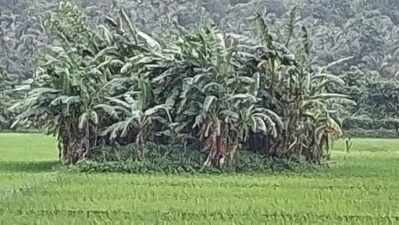 40 Navelim farmers restore 2.5 lakh sqm fallow land