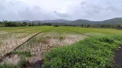 40 Navelim farmers restore 2.5 lakh sqm fallow land