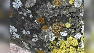 Scientists discover nine lichen species that help monitor environment