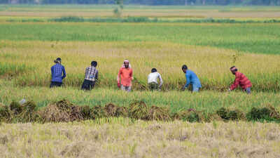 August rainfall fails to reduce India's monsoon deficit