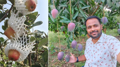 Apples in 44°C heat? This engineer quit his corporate job to grow them in Maharashtra