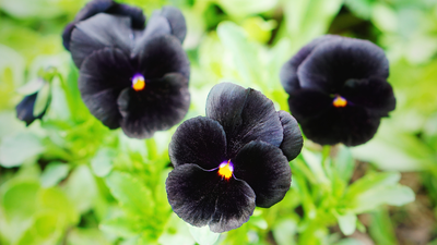 Black hollyhock to Black Baccara: 5 black flowers that you may have never heard of