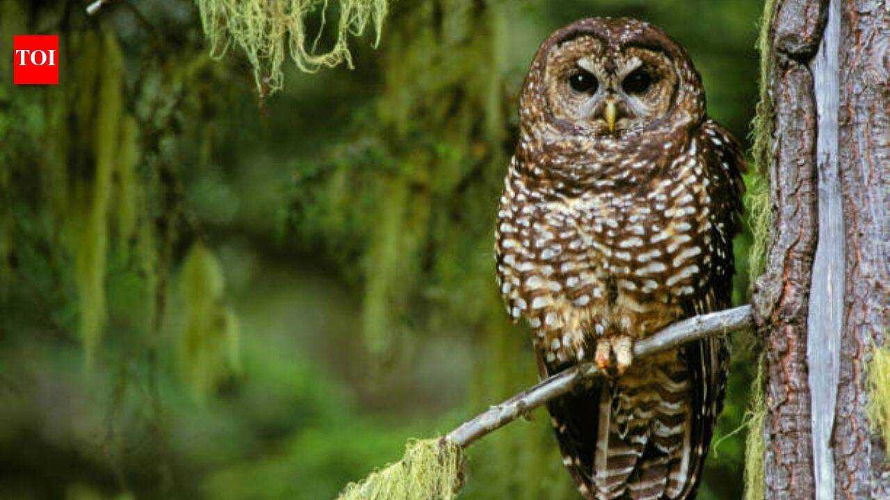 Northern spotted owl once became a symbol of America’s logging wars; now scientists say it is already functionally extinct