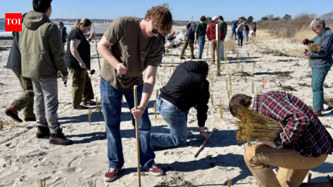Maine students rebuild dunes washed away by 2024 storms, plant 20,000 grass stalks along the beach