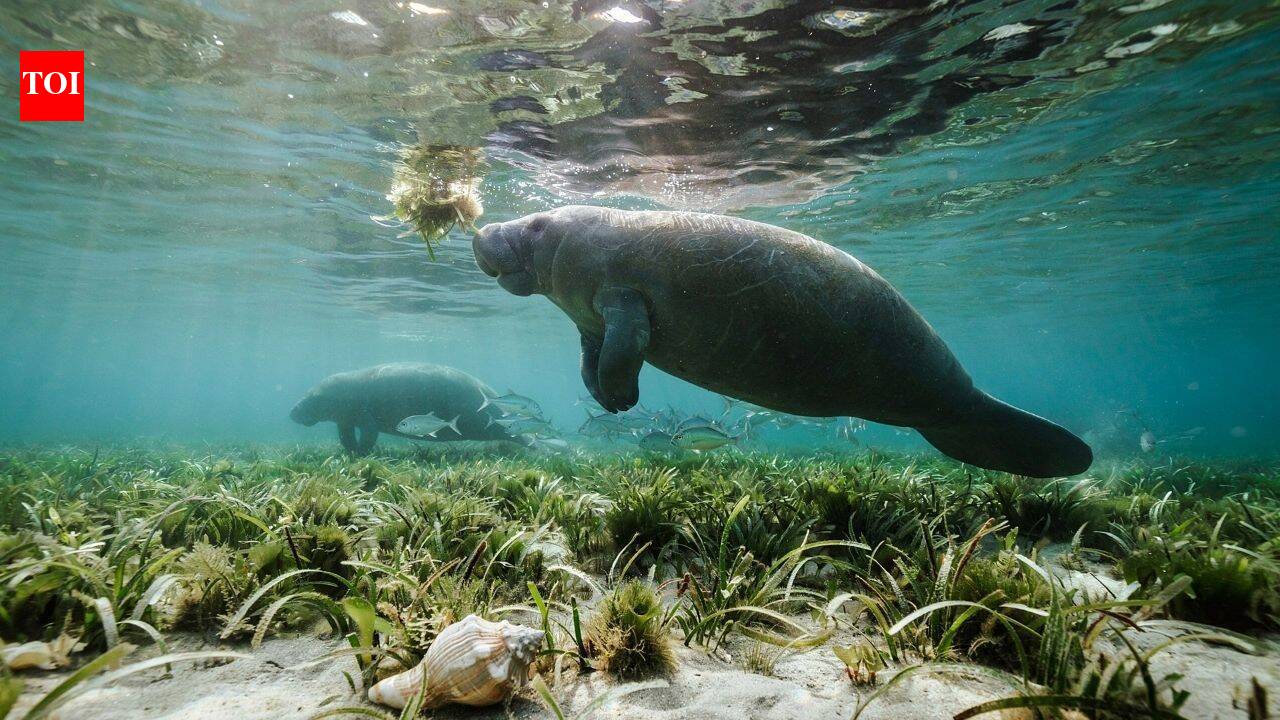 Rare manatees spotted along Texas coast prompt warnings for boaters