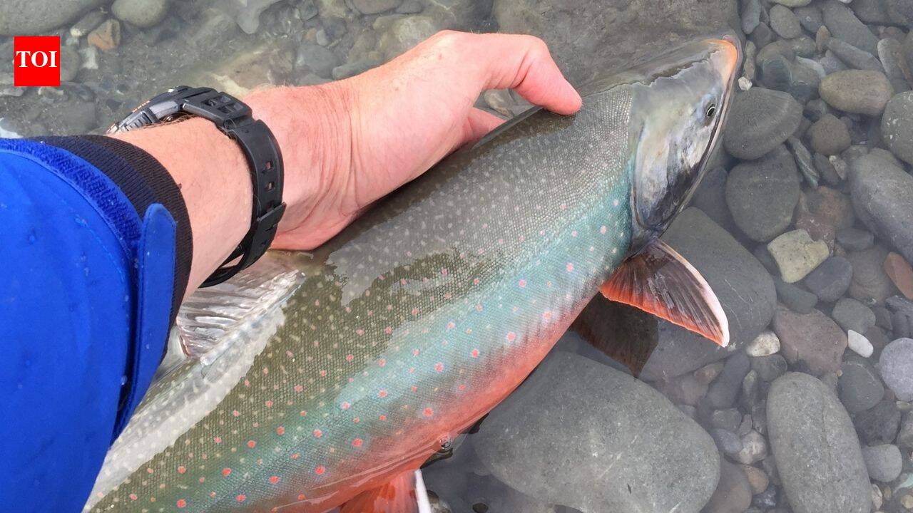 Alaska eliminates invasive pike and restocks lake with 6,836 Arctic char