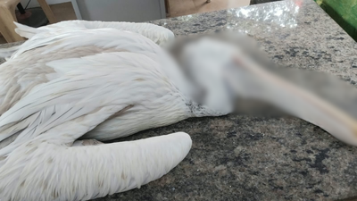 2 pelicans attacked at Korattur Lake in 2 days; one dies of injuries