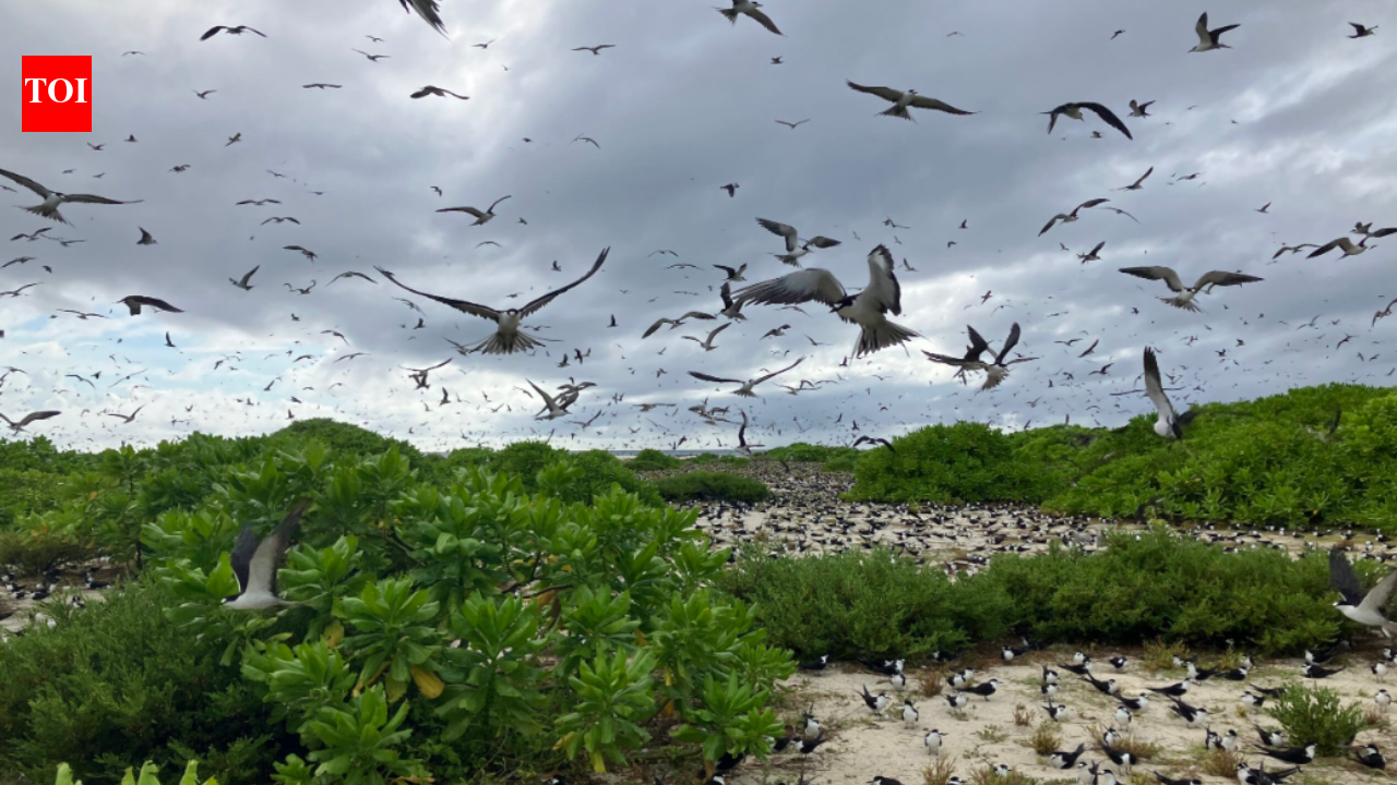 In 1967, Guy Savy bought a Seychelles island; after restoring nesting habitat, its sooty tern colony...