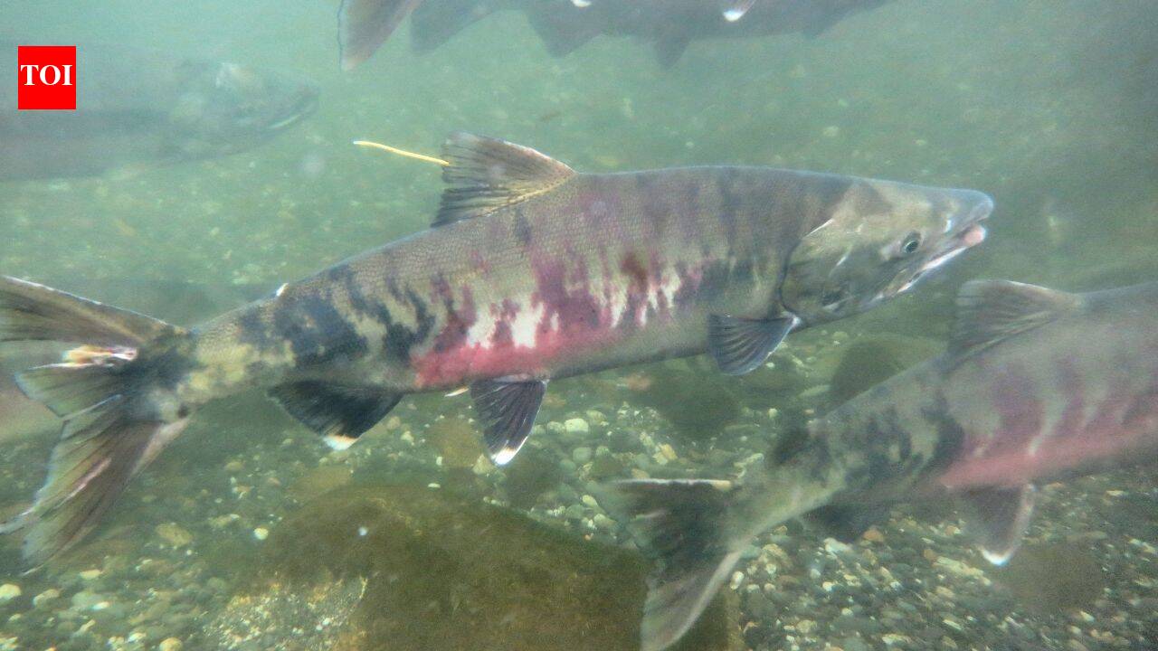 Washington watershed sees chum salmon surge as river restoration nears completion