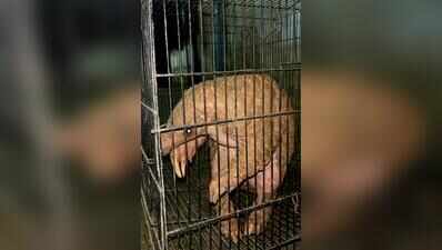 Indian pangolin rescued from residential area in Coimbatore